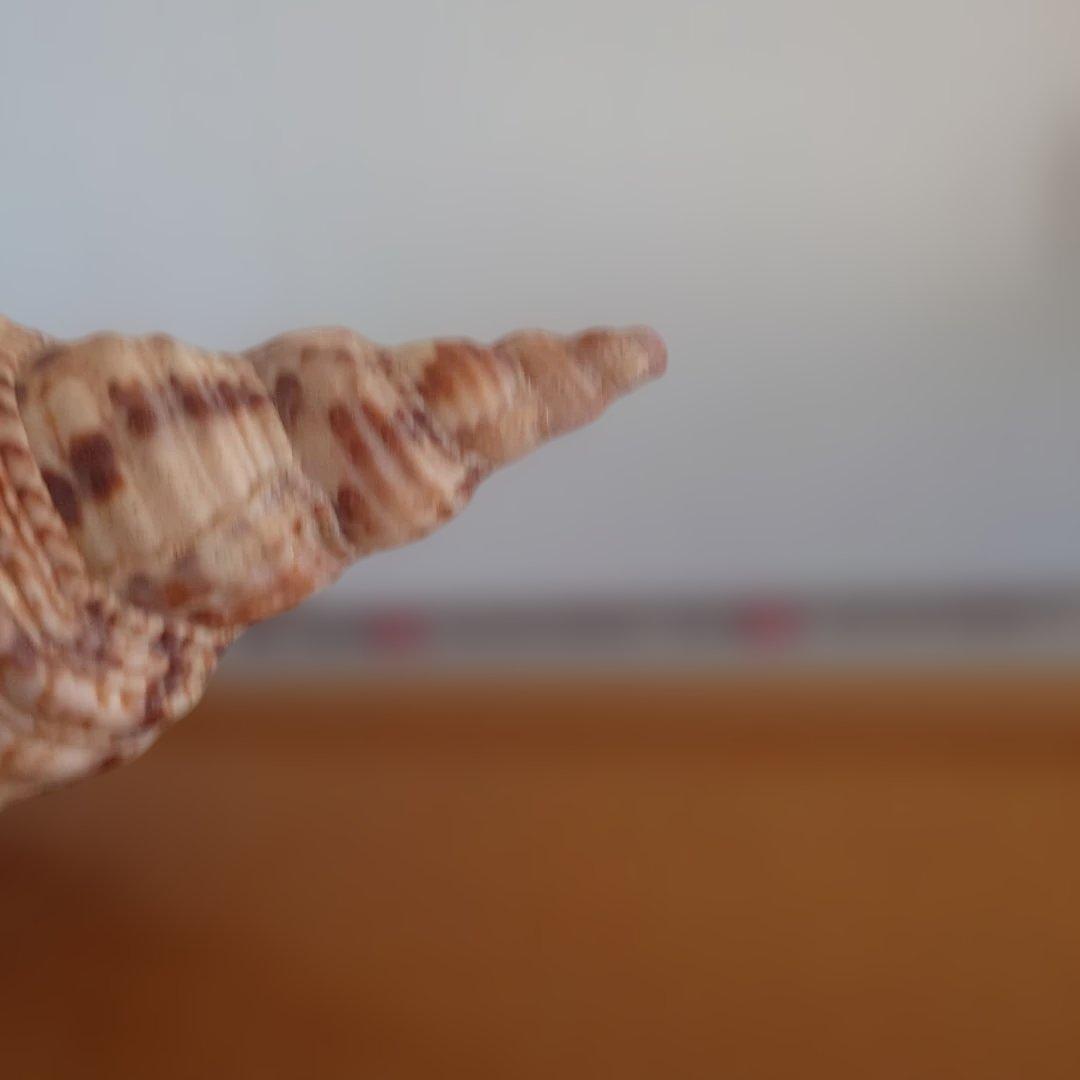 法螺貝 天然 笛 置物 ホラ貝 楽器 ほら貝