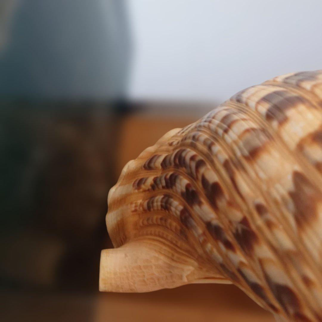 法螺貝 天然 笛 置物 ホラ貝 楽器 ほら貝