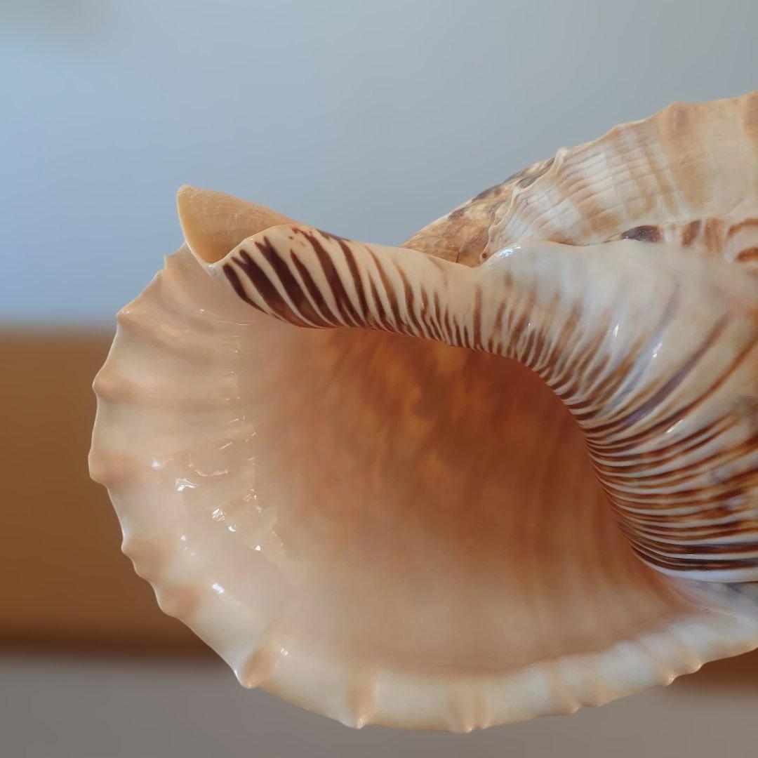 法螺貝 天然 笛 置物 ホラ貝 楽器 ほら貝