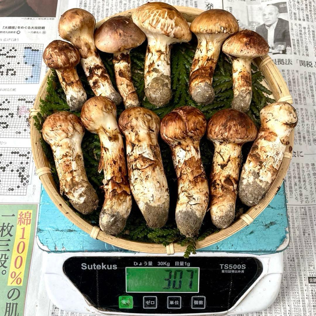 天然きのこ 松茸 国産 良品‼️ マツタケ まつたけ 森の凛さん採取 その167