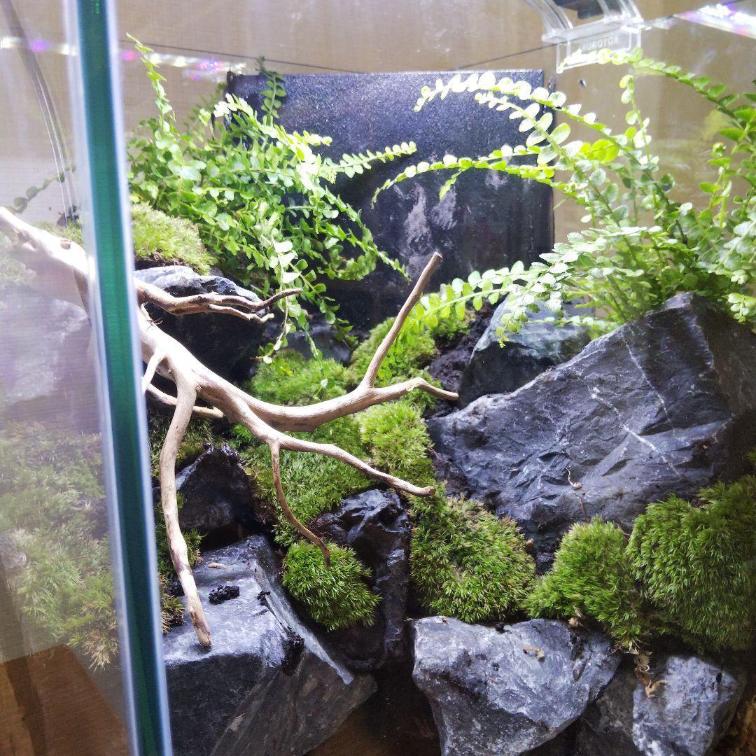 【受注生産】イモリウム 苔テラリウム 滝のあるアクアテラリウム