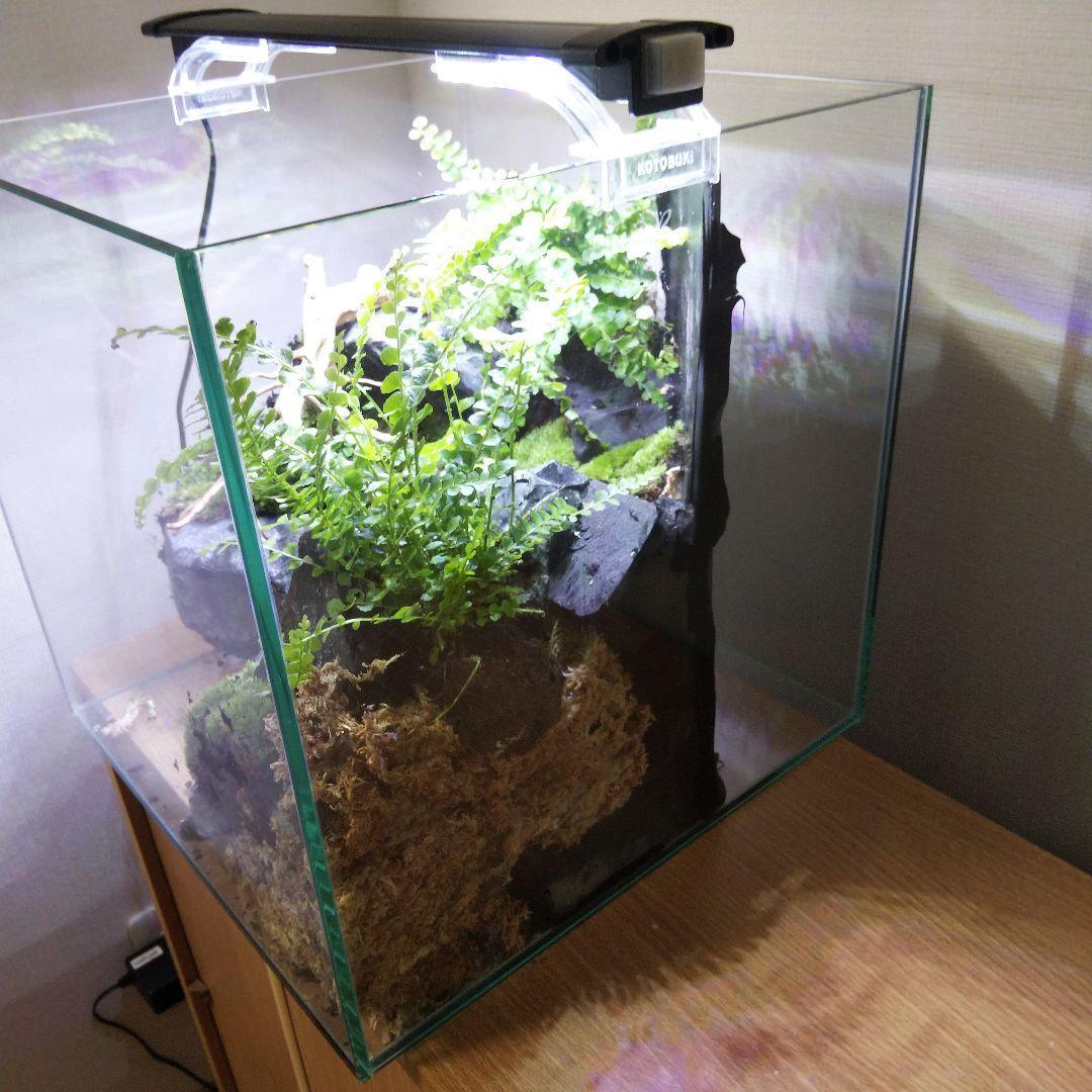 【受注生産】イモリウム 苔テラリウム 滝のあるアクアテラリウム