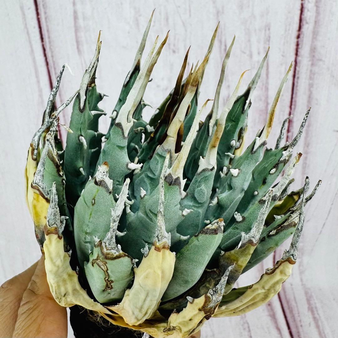 796 アガベ ユタエンシス エボリスピナ 丸型