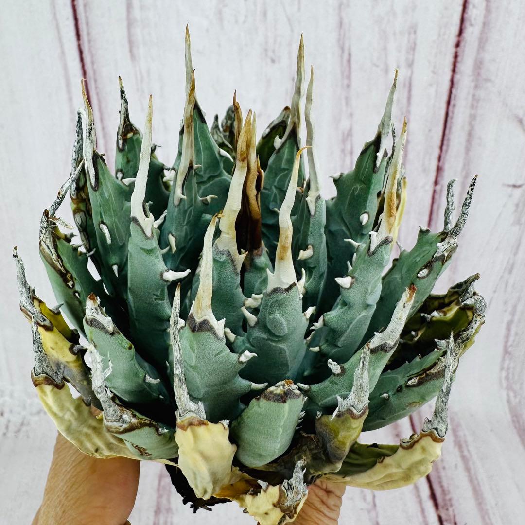 796 アガベ ユタエンシス エボリスピナ 丸型