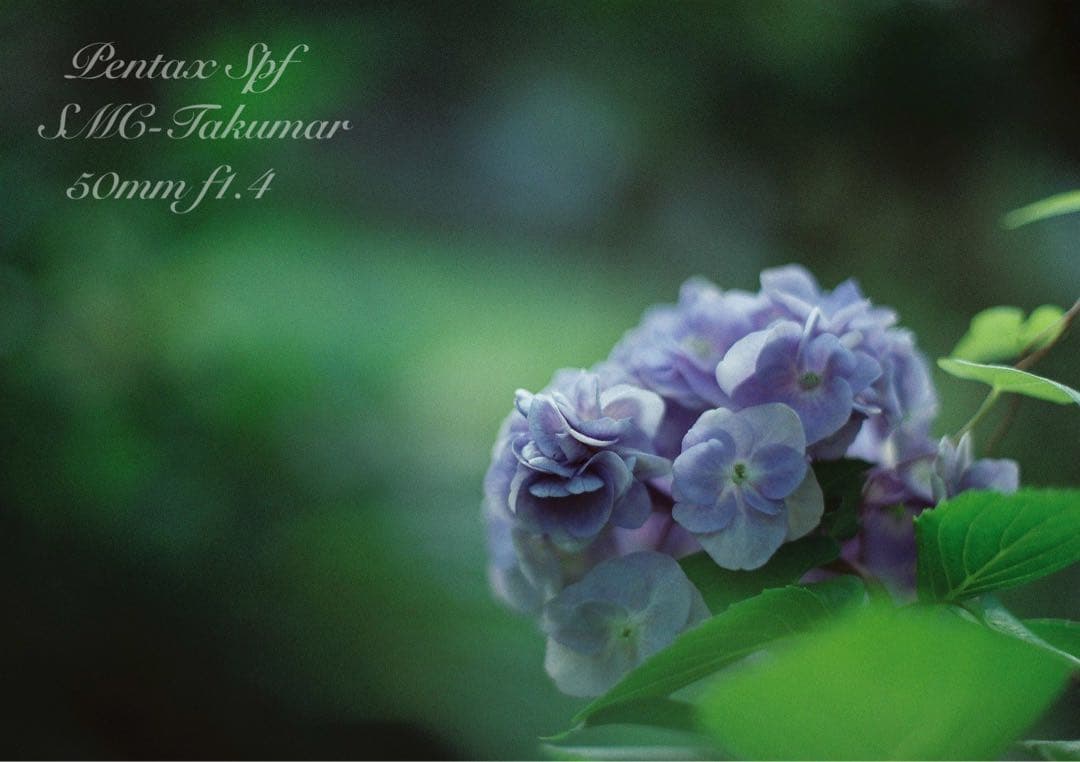 フルセット!完動品＊美品＊pentax spf&f1.4★作例多数★初期保証