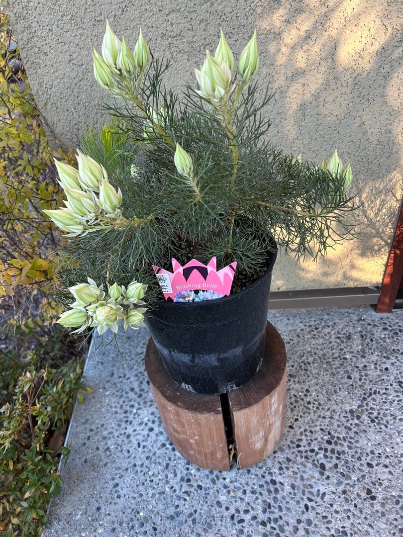 セルリアブラッシングブライド7号①