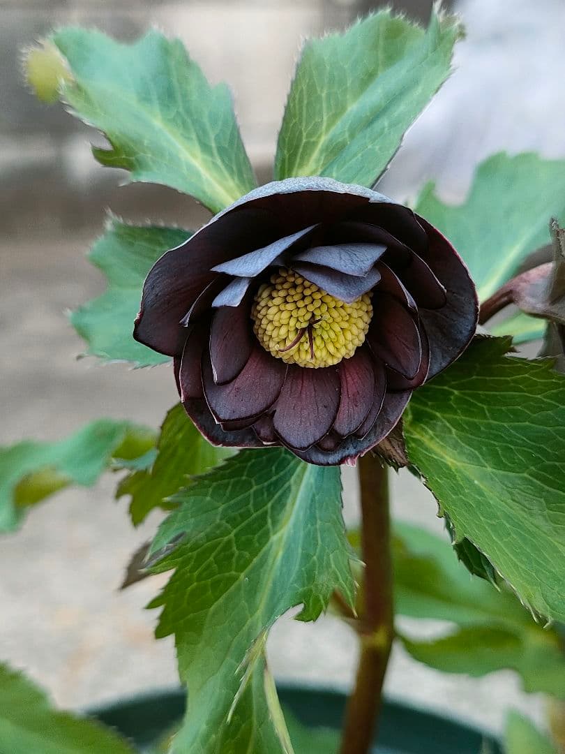 クリスマスローズ開花株