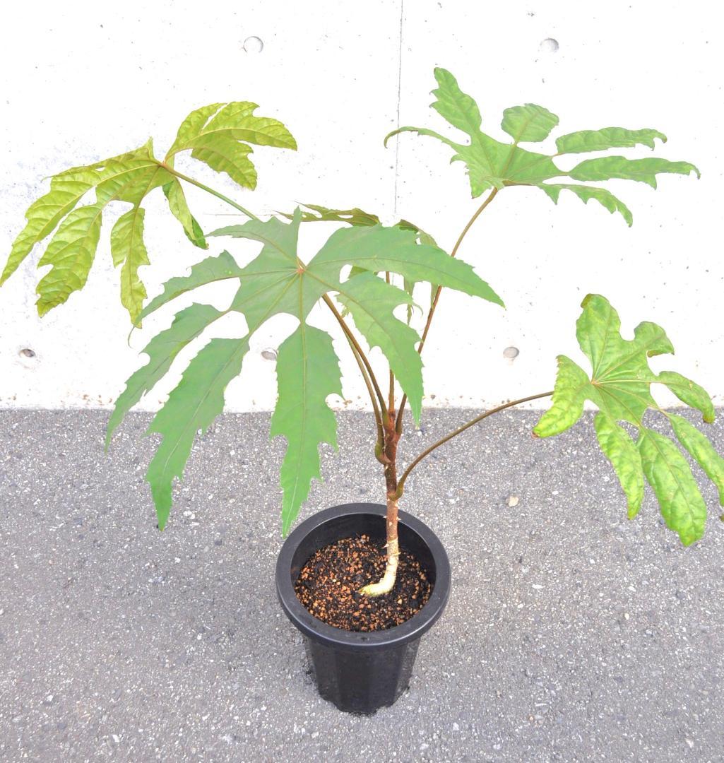 トレベシア ８号85cm