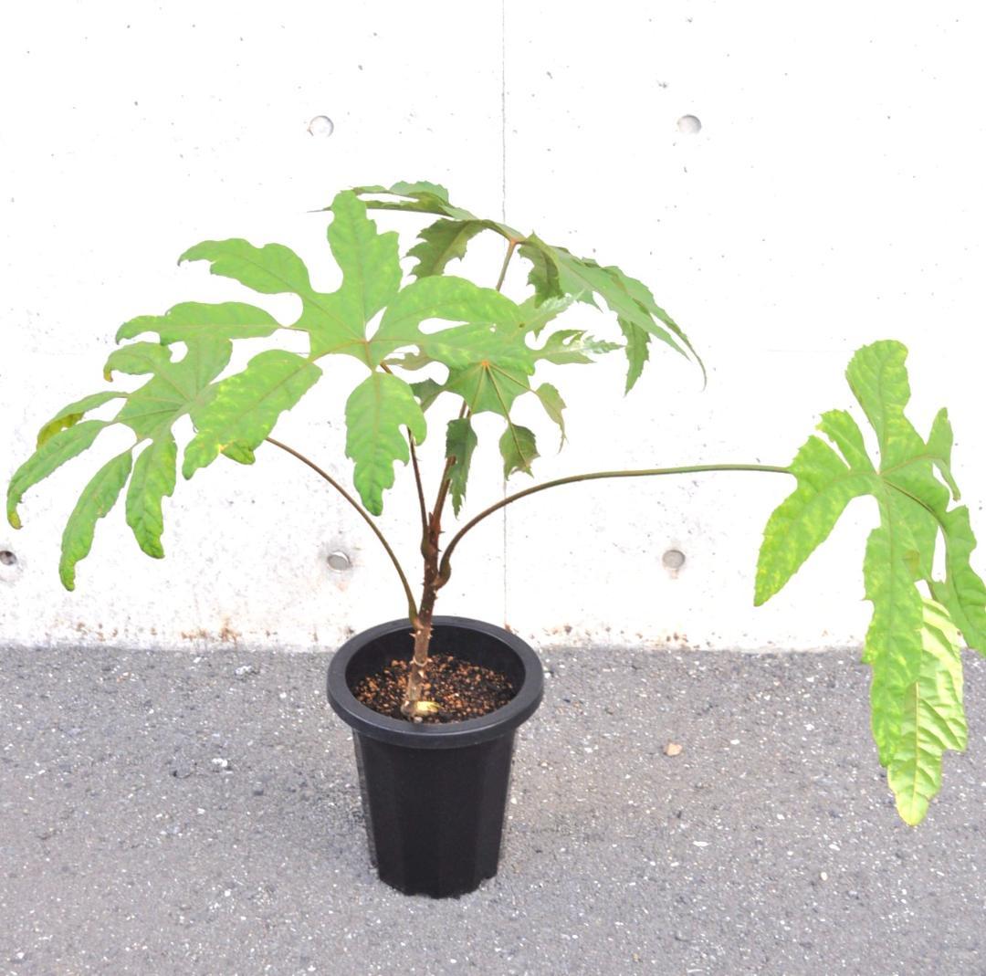 トレベシア ８号85cm