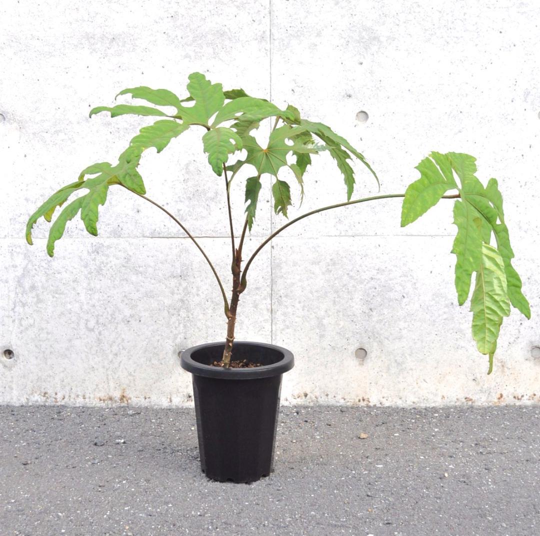 トレベシア ８号85cm