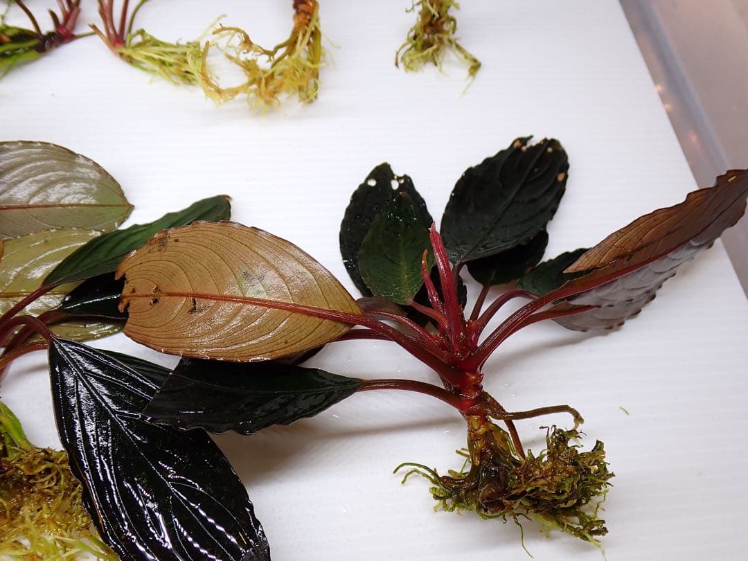 み*！様 ブセファランドラスケルトンキング12株