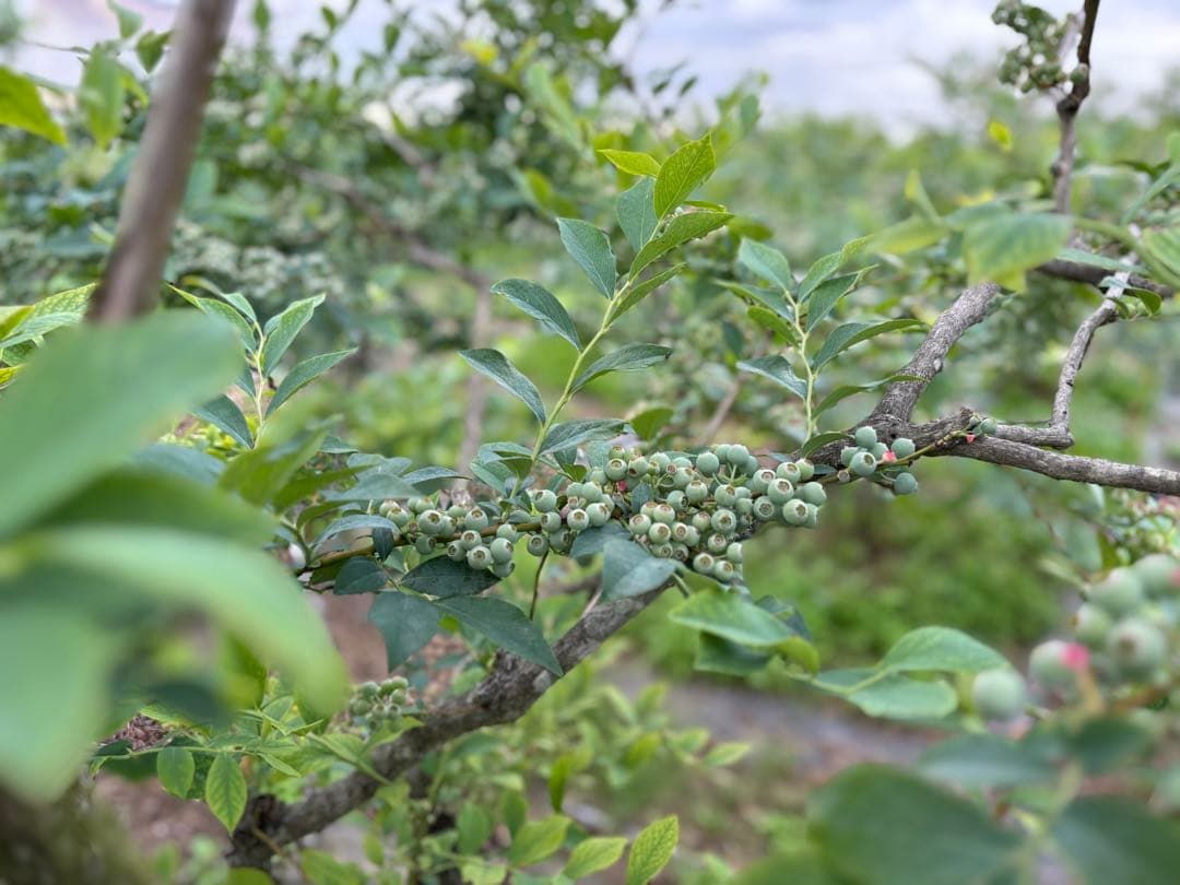 埼玉県産　令和7年度 冷凍ブルーベリー