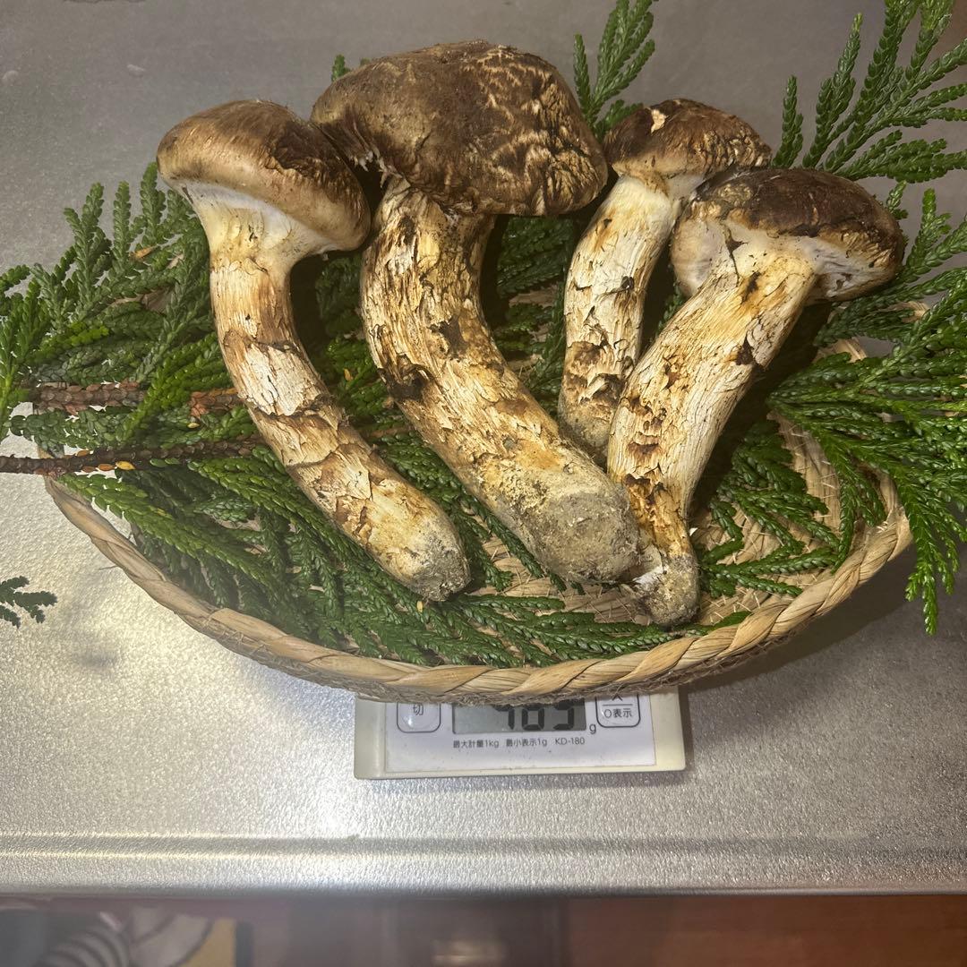 国産天然松茸‼️10／13朝採れ‼️460g‼️