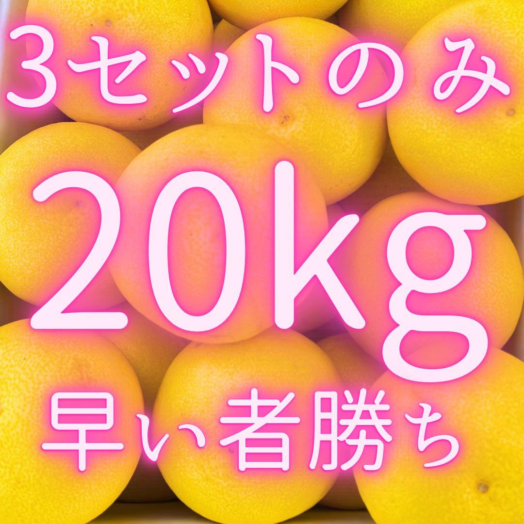 文旦　アウトレット品　山北みかん　ポンカン　好きにも