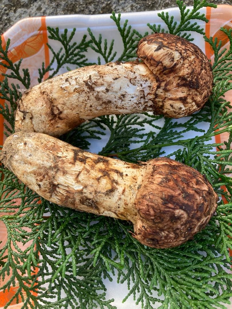 長野県産　松茸