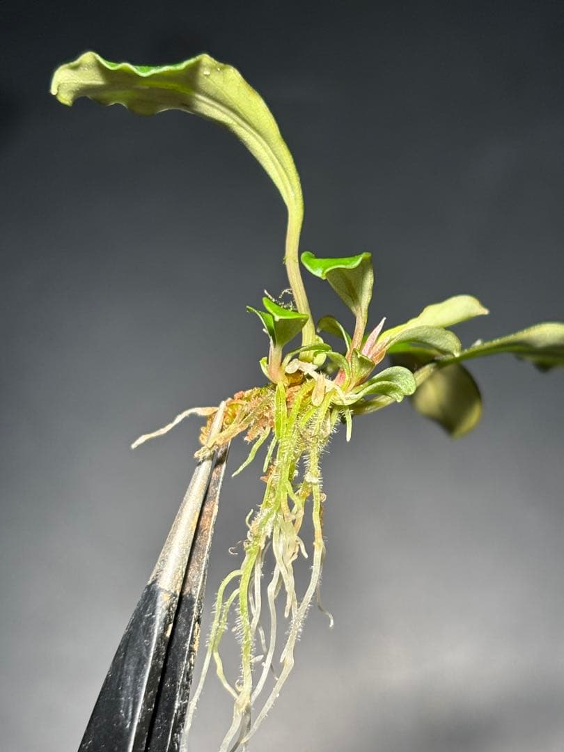 【あばぶです】