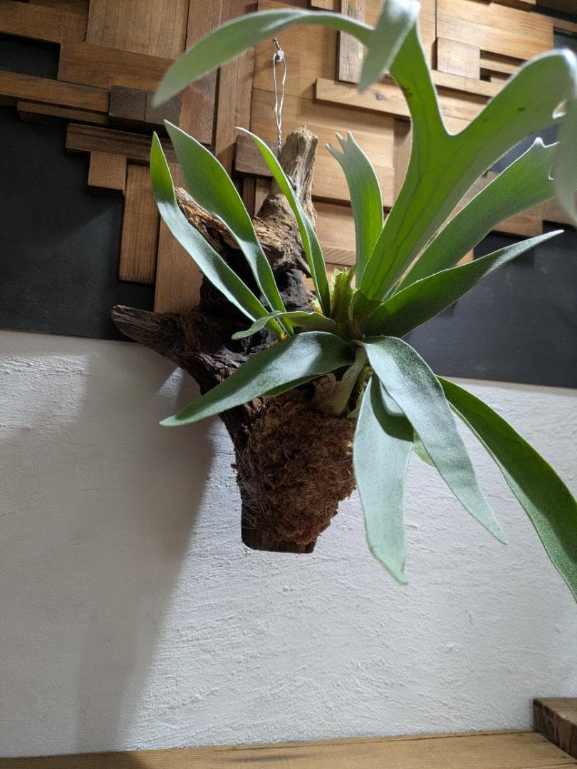 プラティケリウム ビーチー［流木付］【珍奇植物】コウモリラン・ビカクシダ