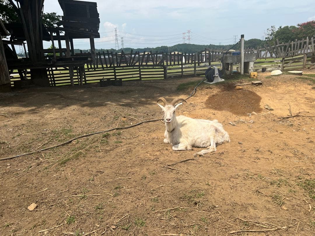 ブースター・導入液 jonathan