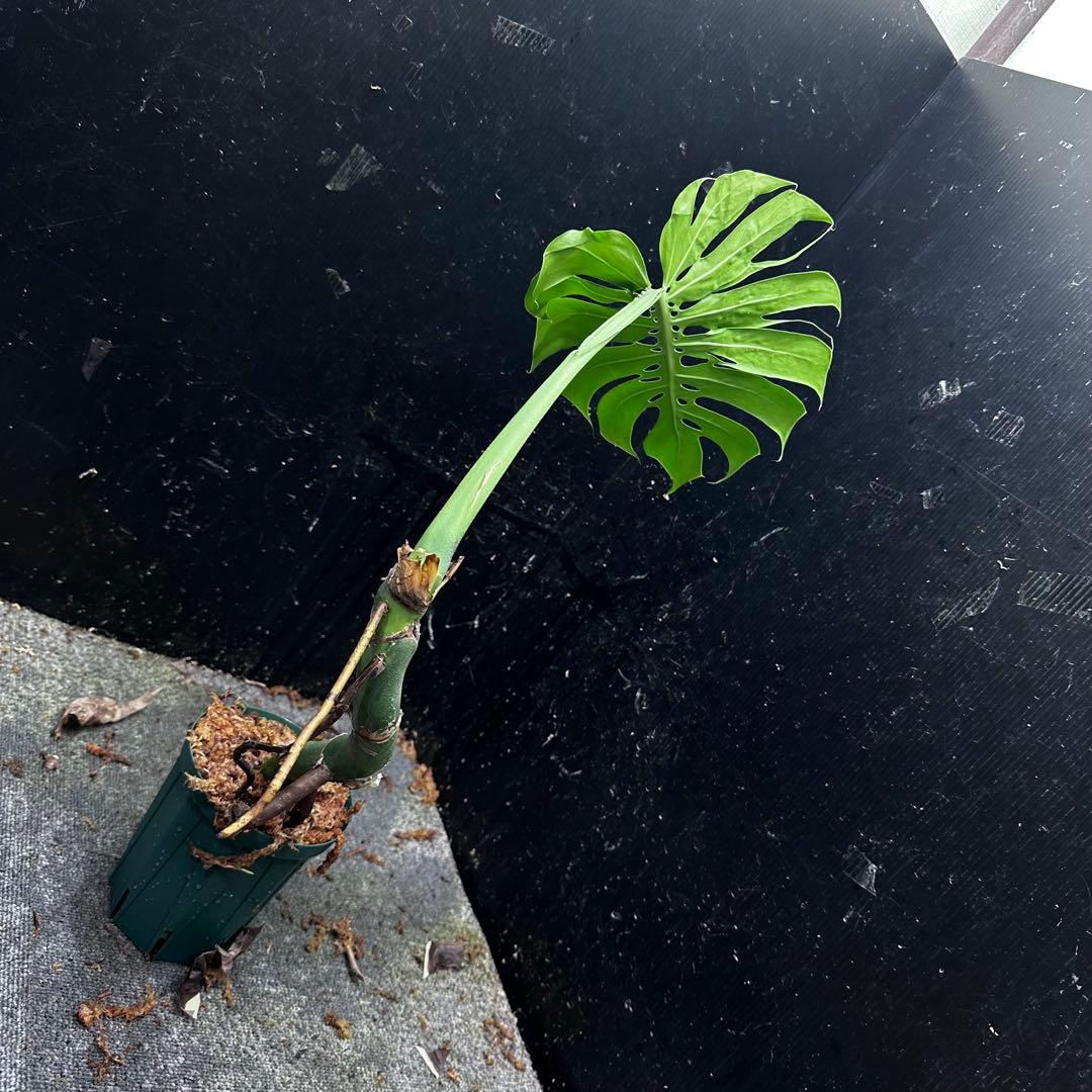 ご*ら様 モンステラデリシオーサマクロコズム超希少系統鉢植え