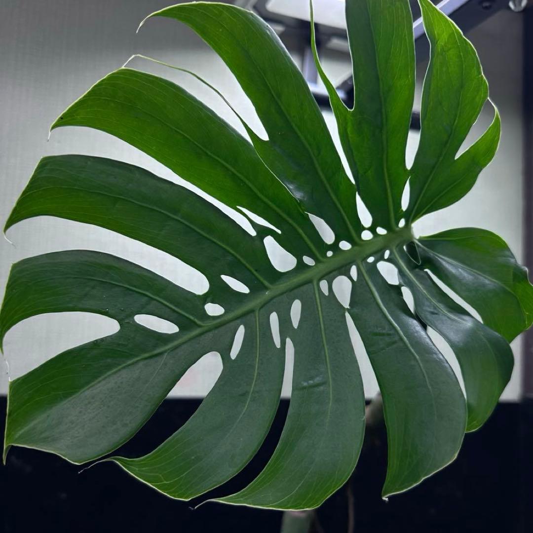 ご*ら様 モンステラデリシオーサマクロコズム超希少系統鉢植え