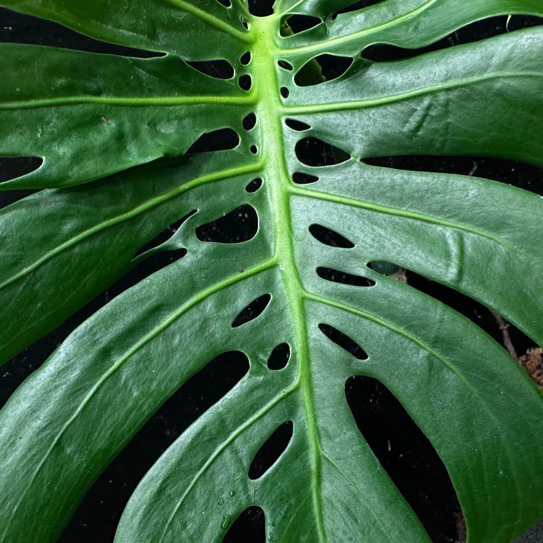 ご*ら様 モンステラデリシオーサマクロコズム超希少系統鉢植え