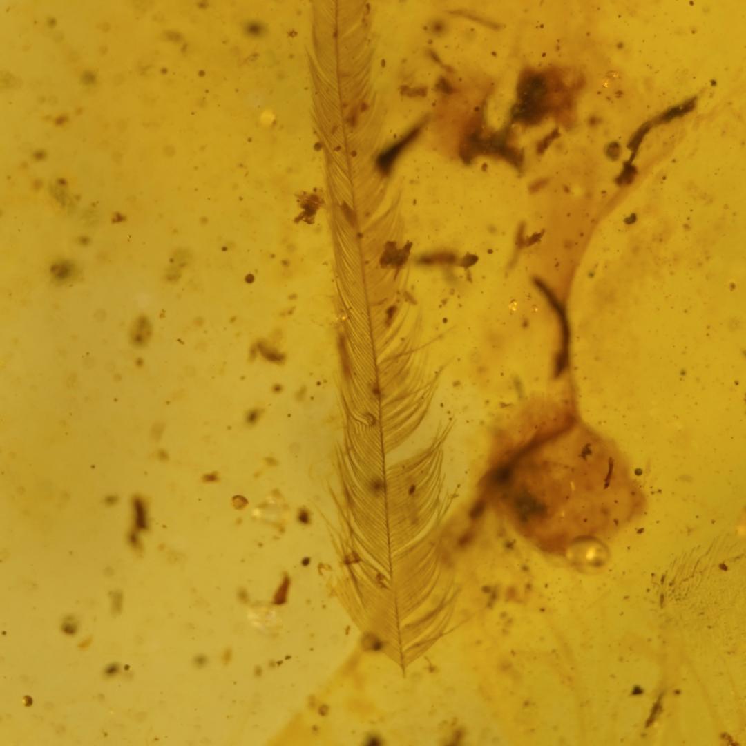 レア極上品羽根TT0091虫入り琥珀化石ミャンマーカムティかタナイ9900万年前