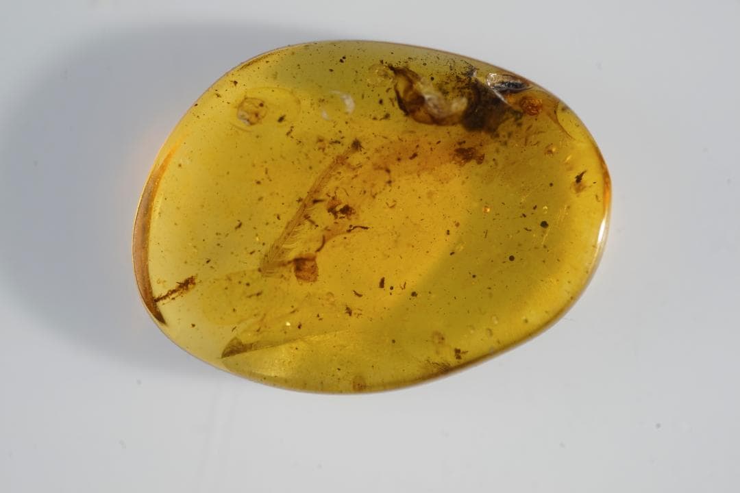 レア極上品羽根TT0091虫入り琥珀化石ミャンマーカムティかタナイ9900万年前