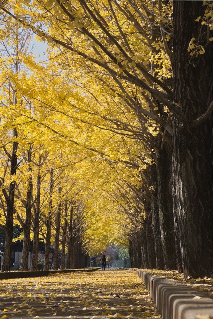 Fujifilm X-M5 ミラーレスカメラ ボディ本体のみ