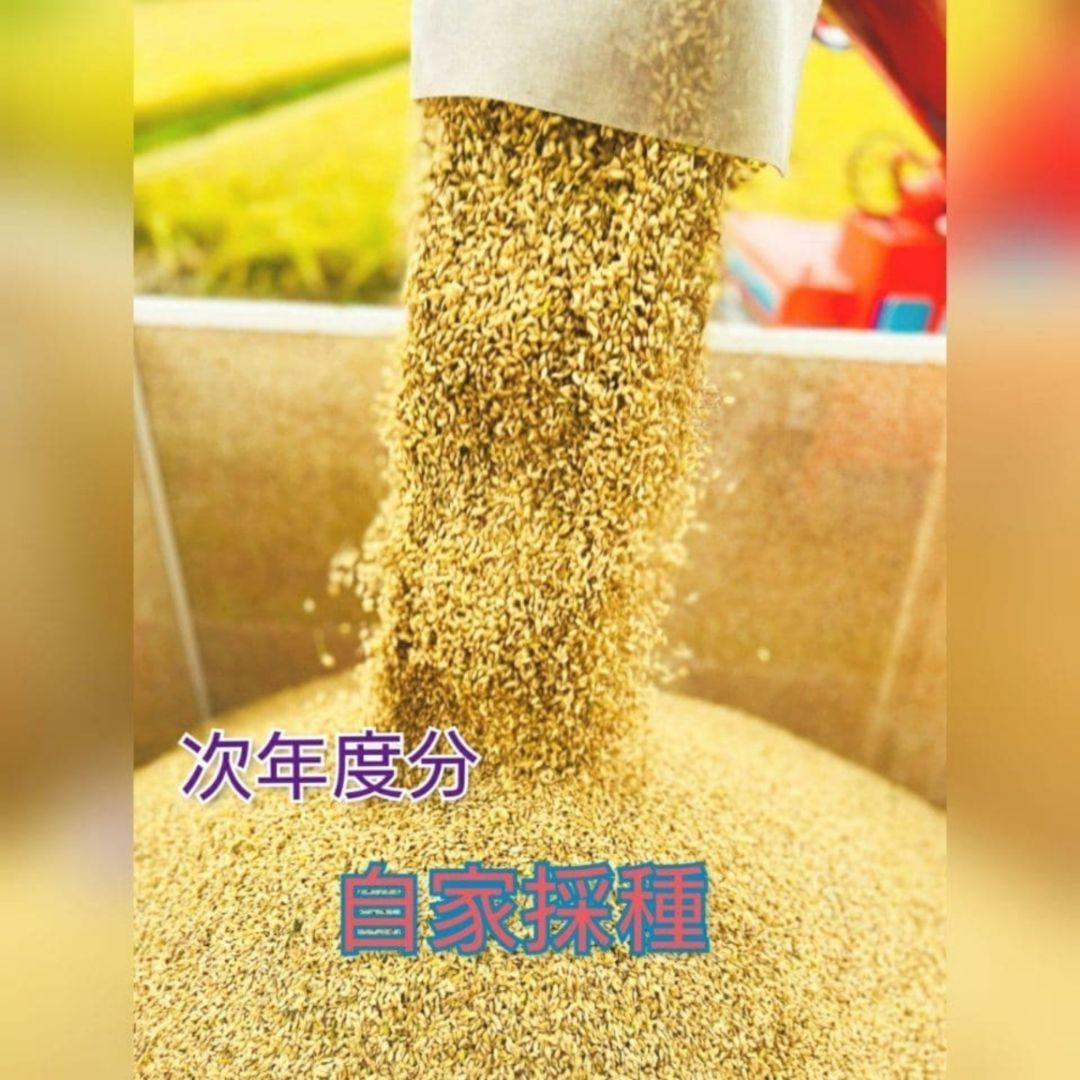 ササニシキ 玄米20kg令和7年産 農薬不使用化学肥料不使用