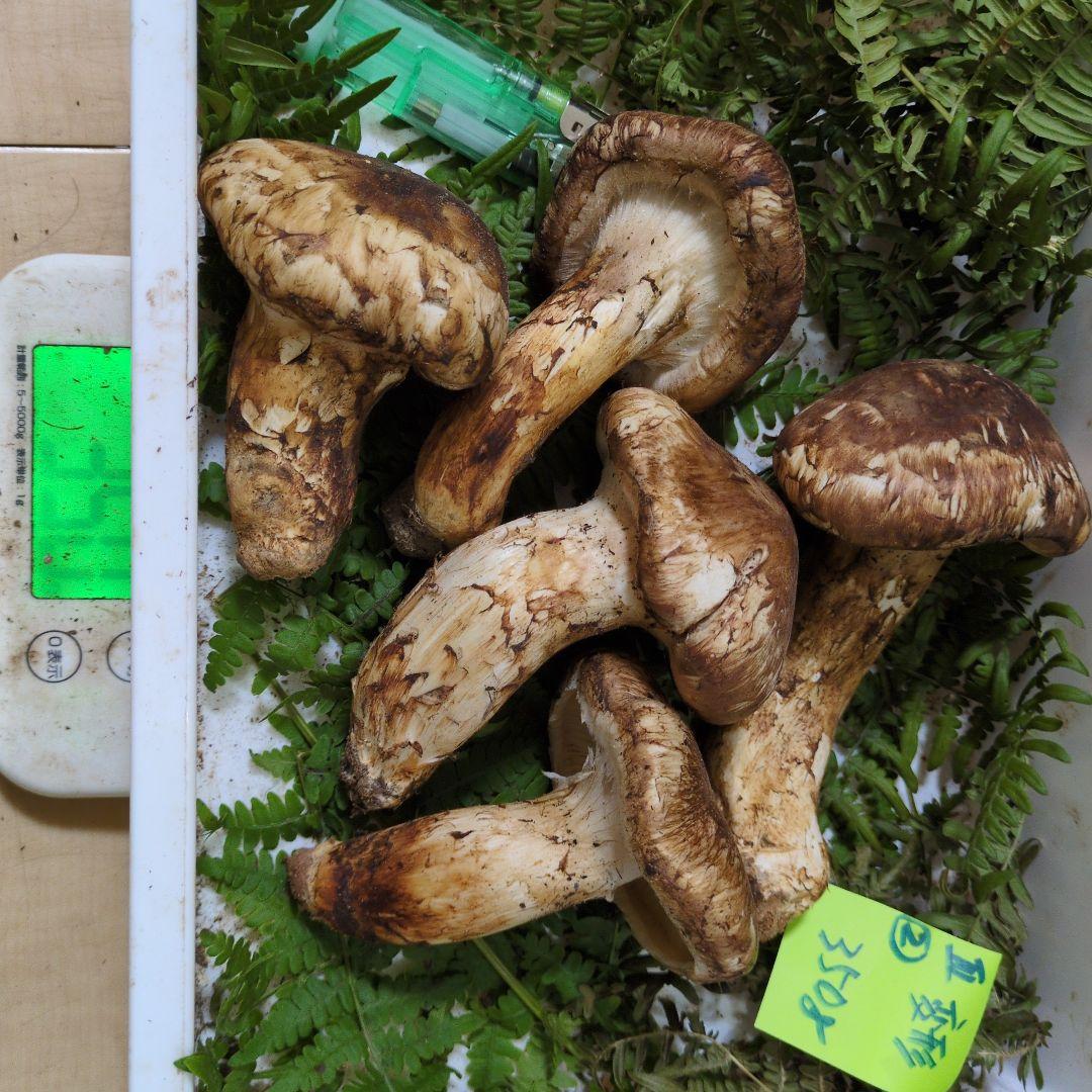 20日最終 和歌山松茸 新鮮朝市　変形　350㌘