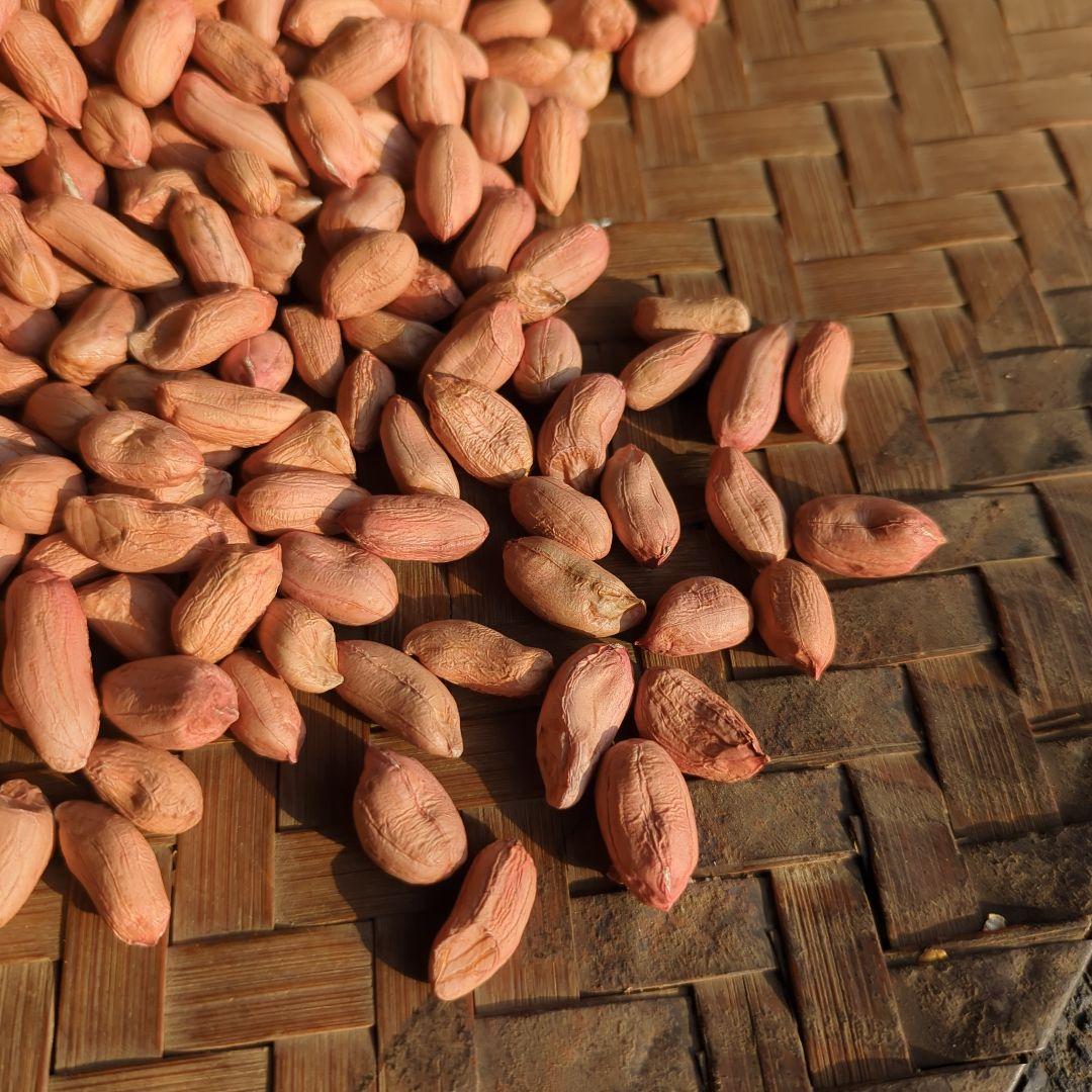 志津みのれファーム　千葉県産 おおまさり 手むき 乾燥生落花生
