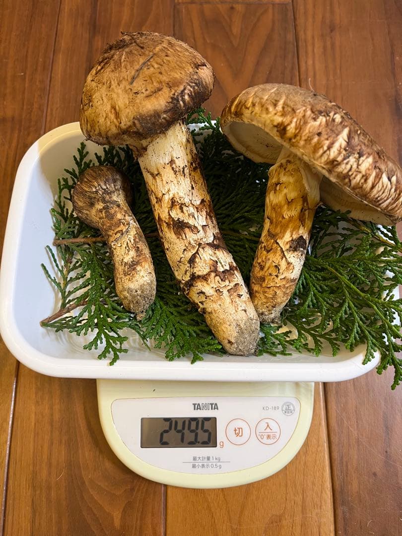 長野県　南信州産　松茸　249.5g