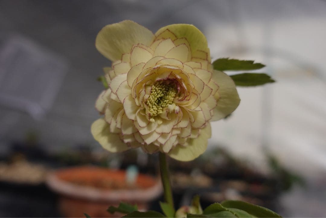 フ*ル様 クリスマスローズ　リトルアフロディーテ