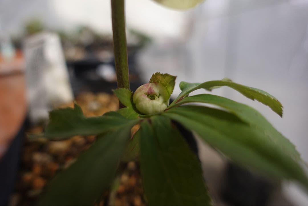 フ*ル様 クリスマスローズ　リトルアフロディーテ