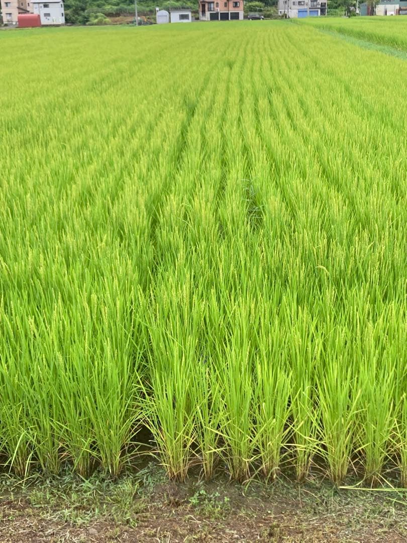 魚沼産コシヒカリ 30kg