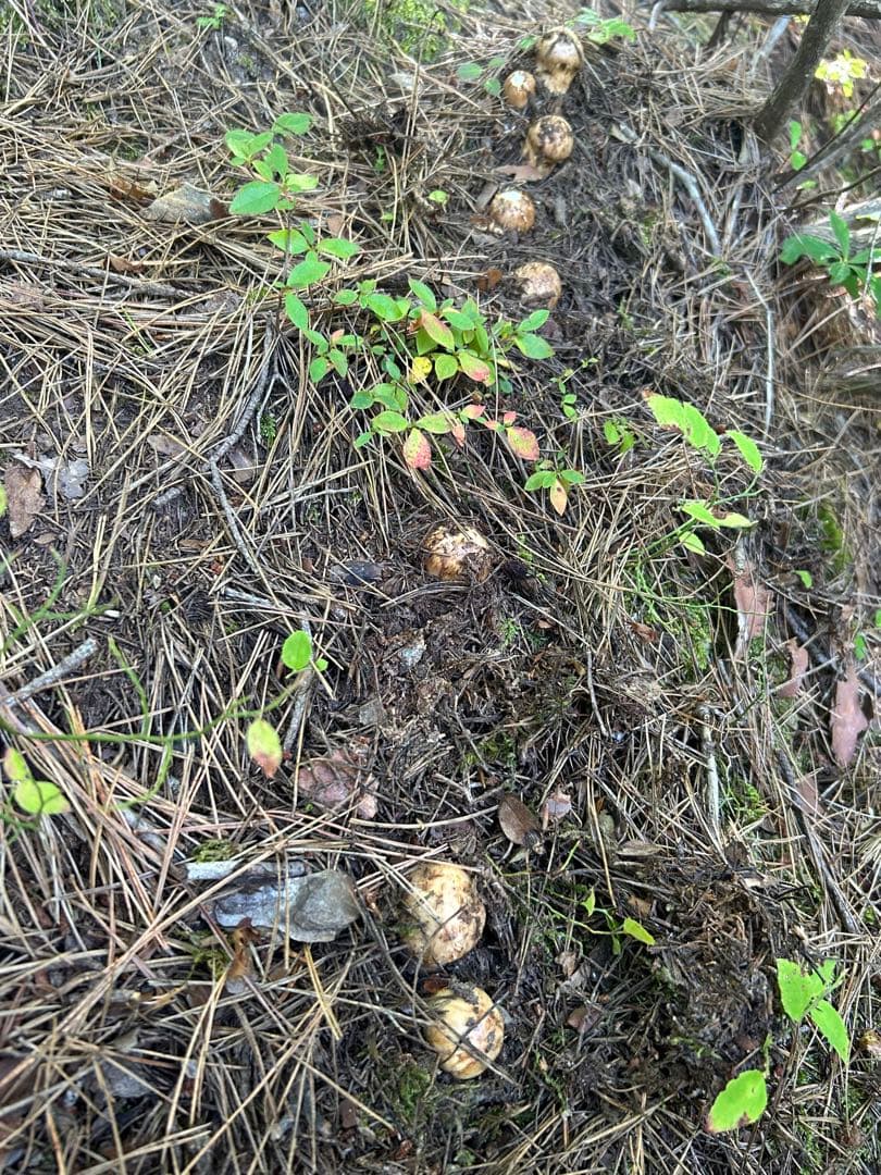 岩手県産松茸 253ｇ