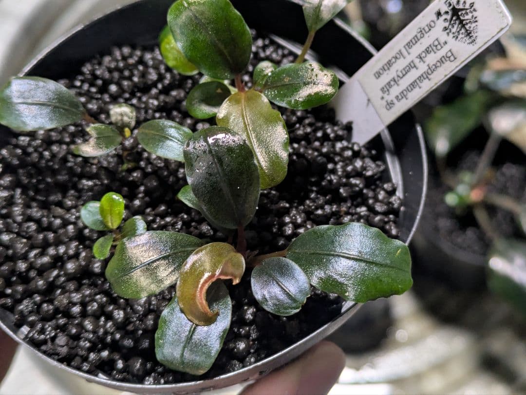 専用　Bucephalandra sp. Black herrykafa