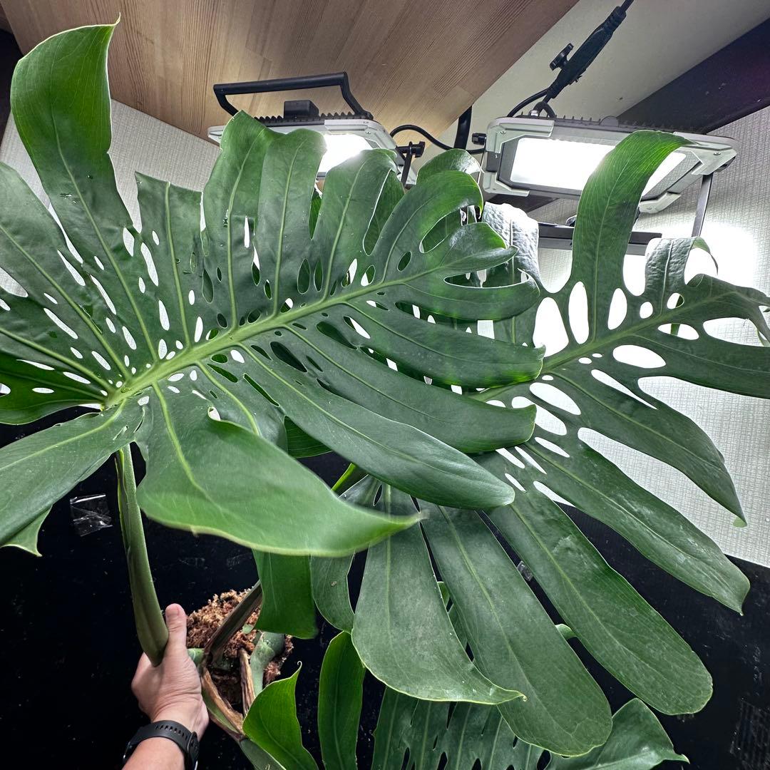 よ*君様 モンステラデリシオーサマクロコズム超希少系統鉢植え106㎝レア