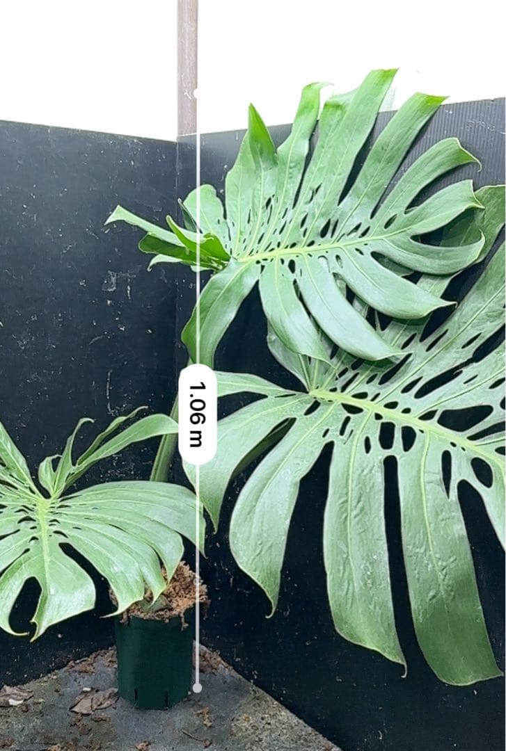 よ*君様 モンステラデリシオーサマクロコズム超希少系統鉢植え106㎝レア
