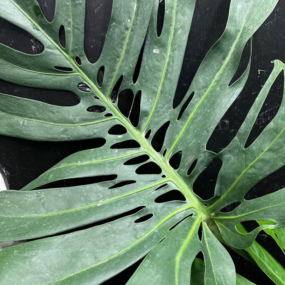 よ*君様 モンステラデリシオーサマクロコズム超希少系統鉢植え106㎝レア