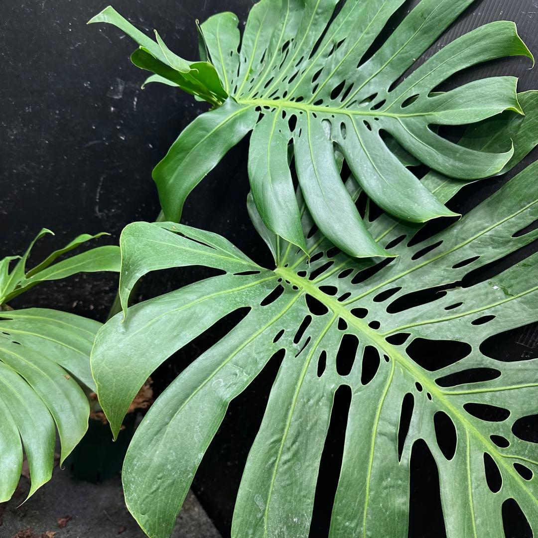 よ*君様 モンステラデリシオーサマクロコズム超希少系統鉢植え106㎝レア