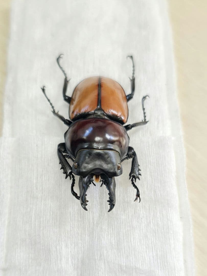 バオンゴクマルバネクワガタ標本