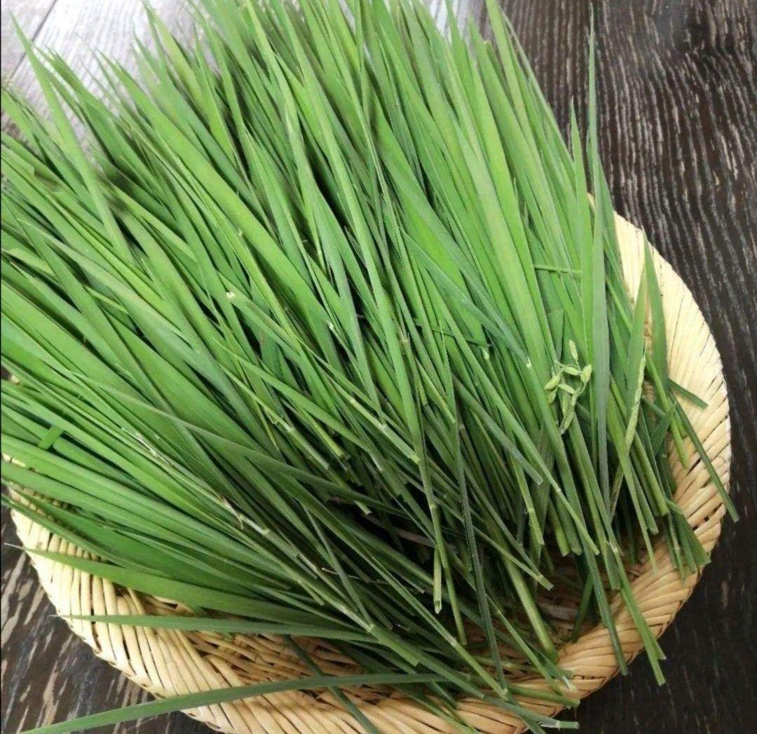 農薬不使用！生牧草❣️生イネ葉　小動物おやつ　チモシー代替え品　うさぎおやつ