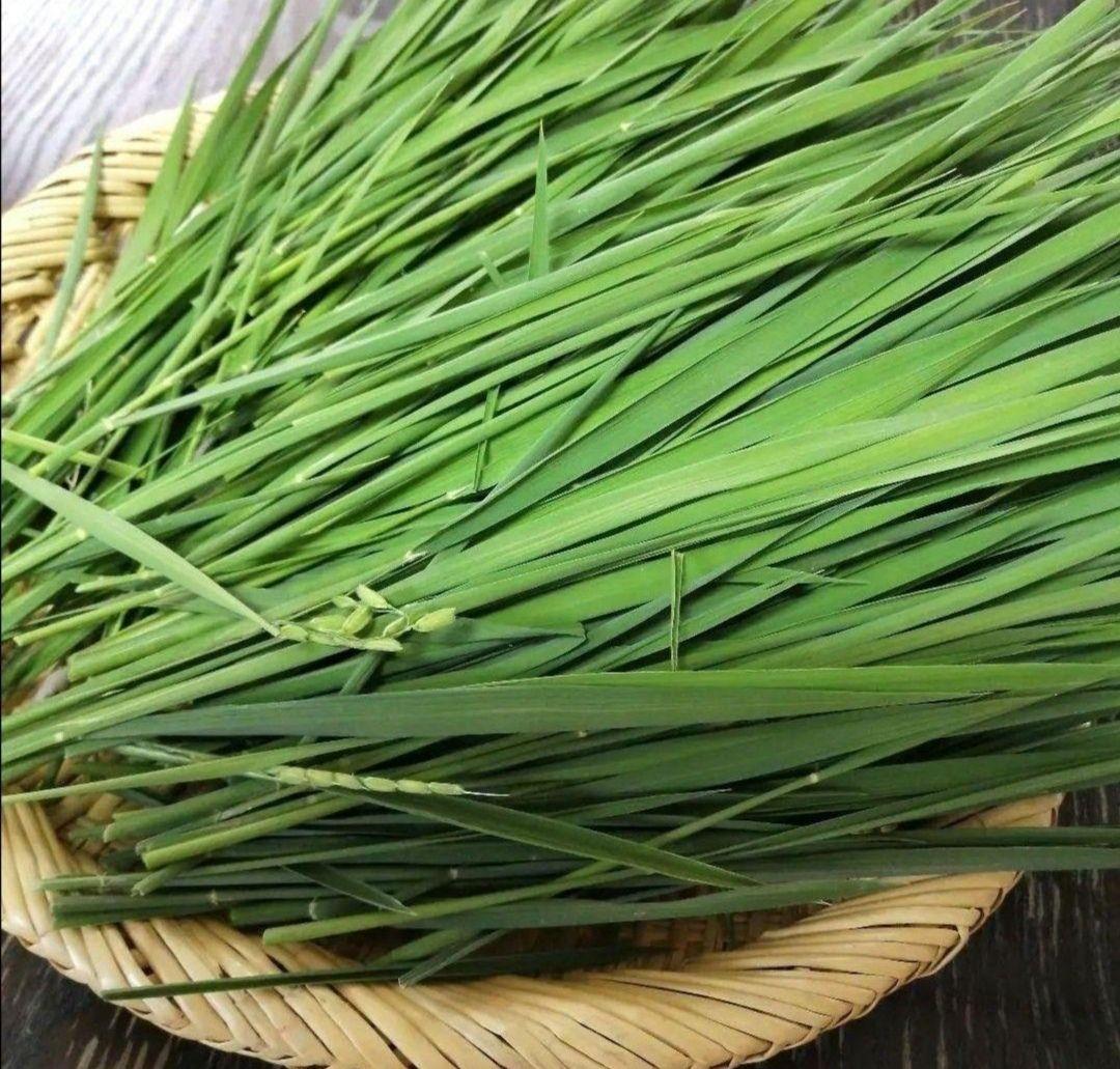 農薬不使用！生牧草❣️生イネ葉　小動物おやつ　チモシー代替え品　うさぎおやつ