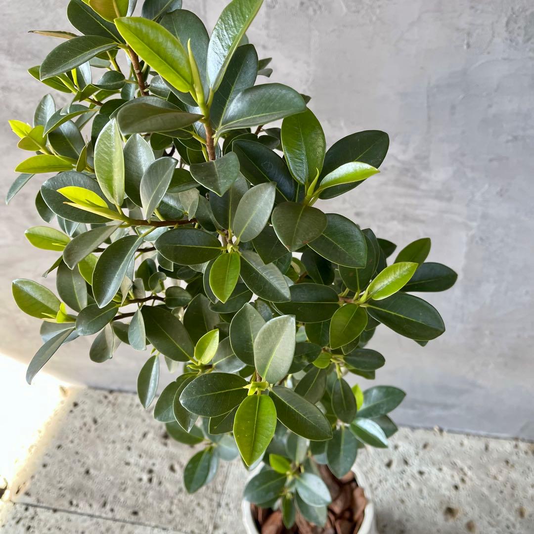 ハリー　大型　フランスゴムの木　螺旋仕立て　陶器鉢　植え込み発送