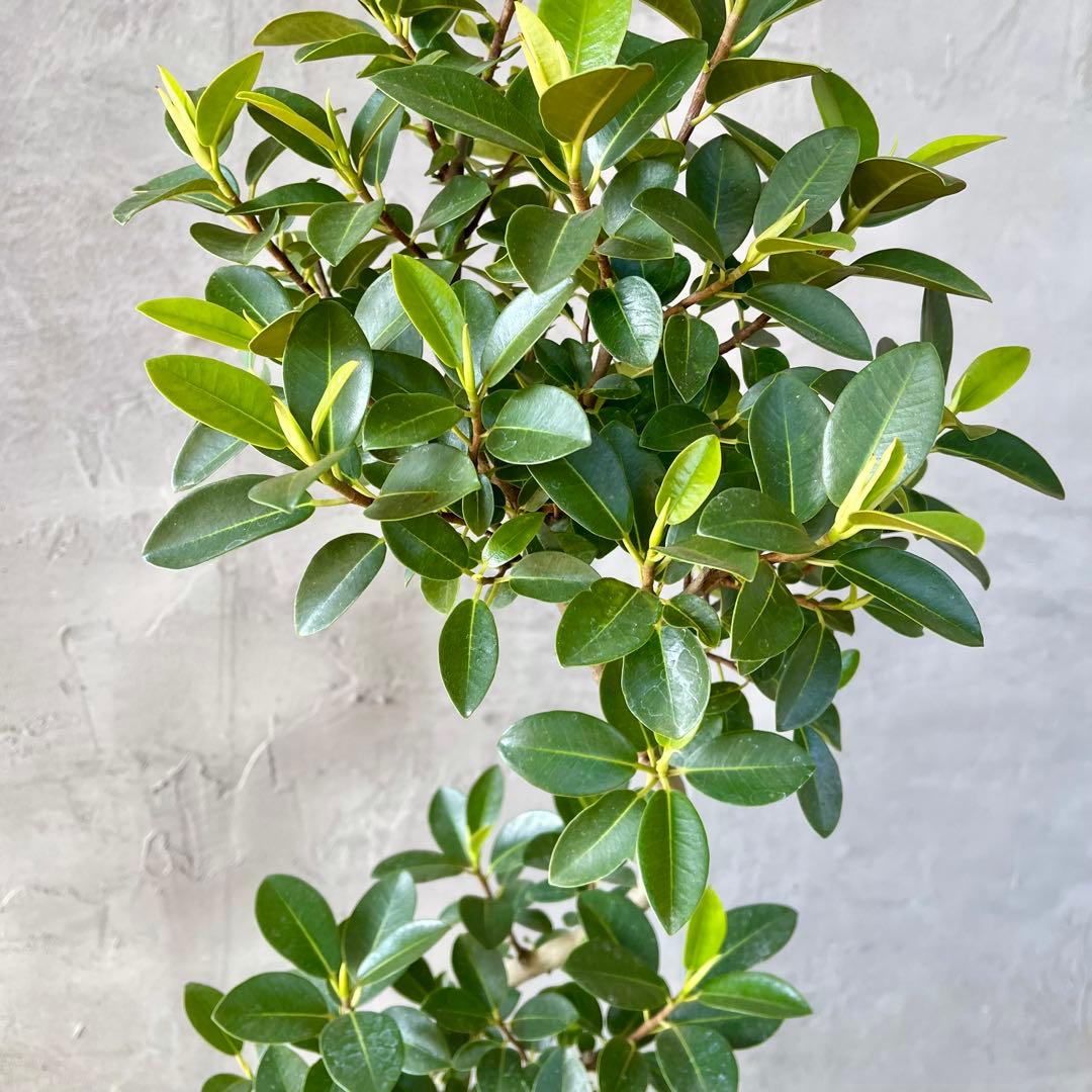 ハリー　大型　フランスゴムの木　螺旋仕立て　陶器鉢　植え込み発送