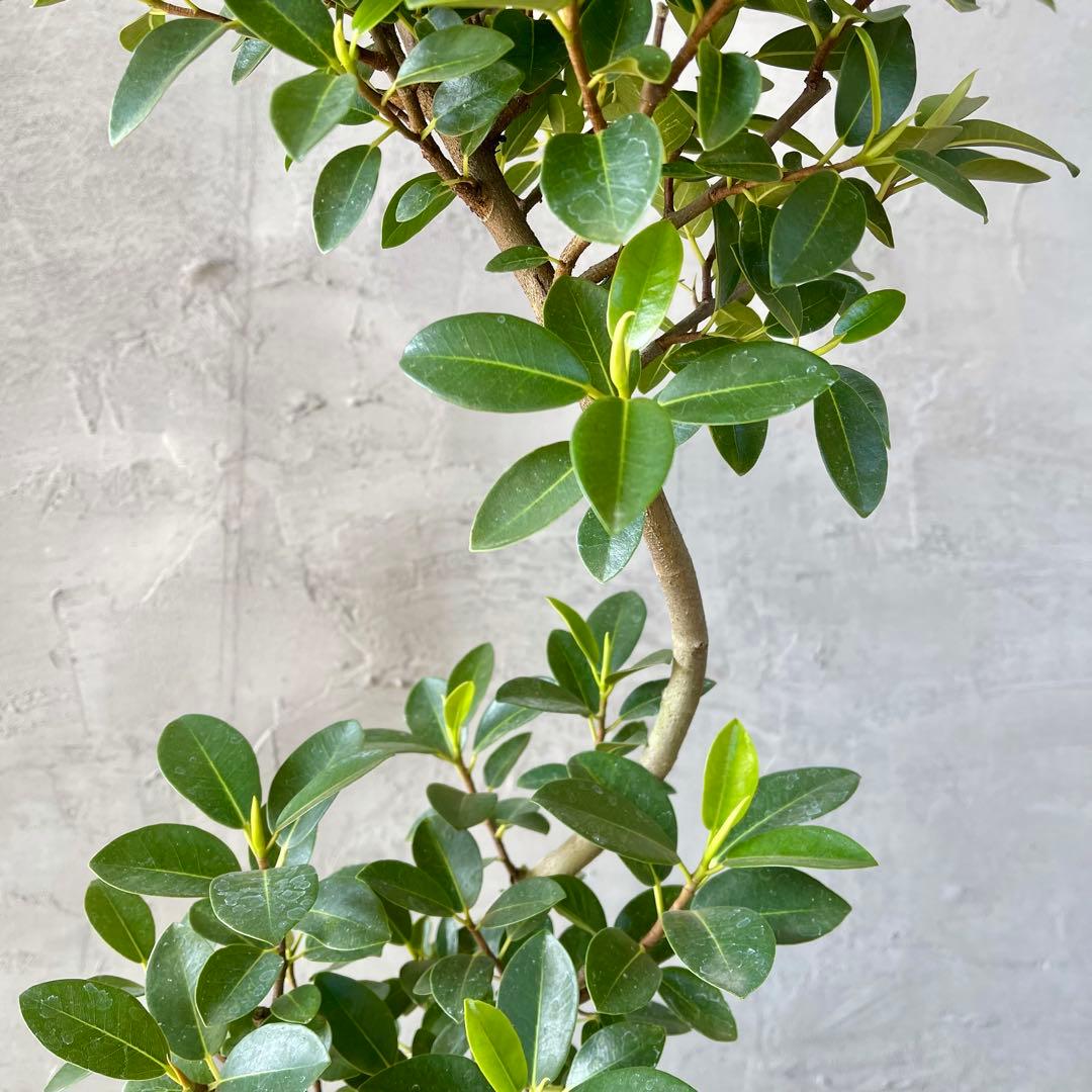 ハリー　大型　フランスゴムの木　螺旋仕立て　陶器鉢　植え込み発送