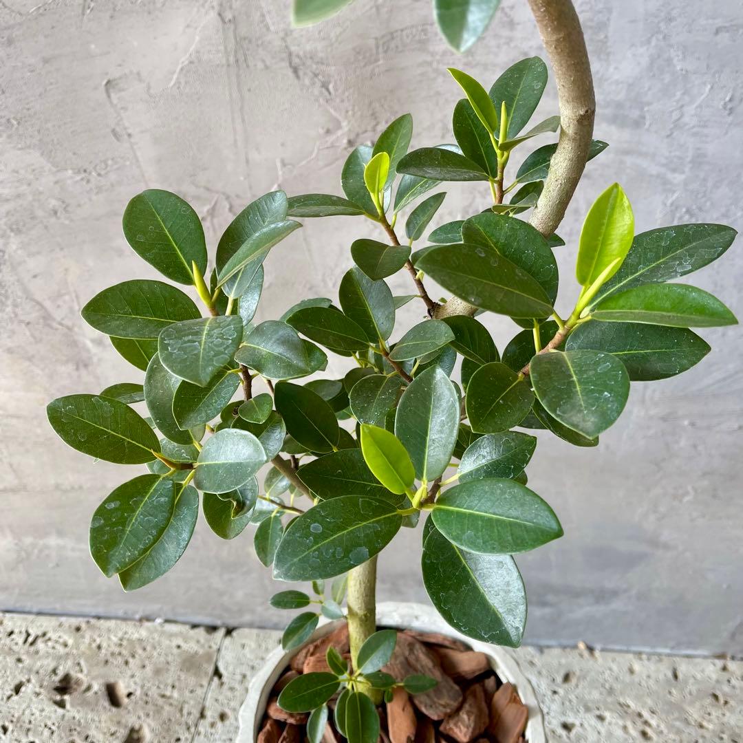 ハリー　大型　フランスゴムの木　螺旋仕立て　陶器鉢　植え込み発送