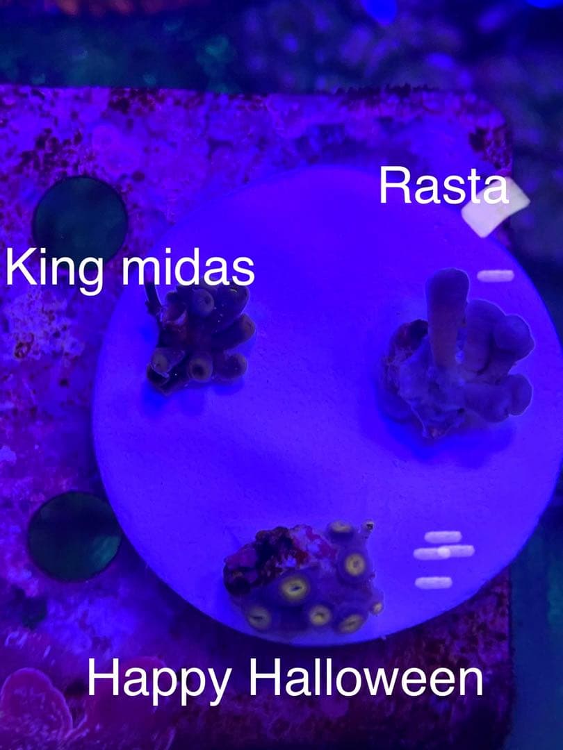 ぽん様　マメスナ➕はなグリーンセット