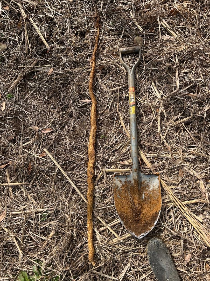 天然自然薯　海さん　専用